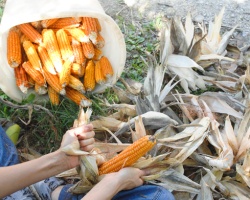 Il raccolto di mais antico 8 file per il gruppo d'acquisto