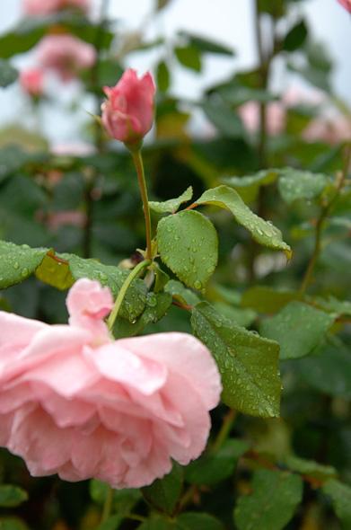 Gocce di pioggia sulle rose