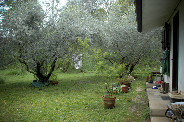 Il giardino con gli ulivi